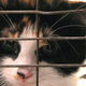 Illustration for article titled Humane Society Volunteer Spends Whole Adoption Meeting Trying To Sell Family On Sicker Cat